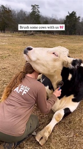 Cows love a good brushing session 💚 It’s a soothing routine that brings them comfort and builds a connection with the humans who care for them at The Gentle Barn. Peaceful moments like these are what sanctuary life is all about! 🐮 | The Gentle Barn