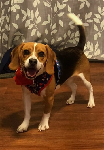 Teddy Was Hyped tn! 🤼‍♂️🧸🩵 #dogsoftiktok #beagle #funnydog #wwe #teddybear
