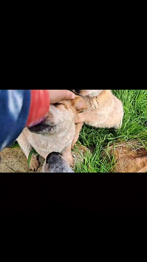 A big day for us, worming and bathing all the new arrivals | Australian Cattle dog rescue Victoria