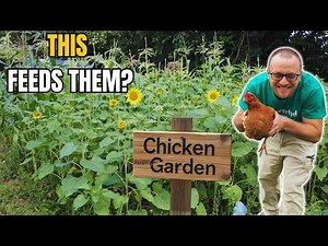 Can You REALLY Grow ALL Your Chicken Feed?