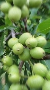 Nogal - Juglans regia - #miviverofavorito . . . . . . . . . #miviverofavorito #jardin #flores #sustrato #fertilizante #Huerto #Plantas #Siembra #Semillas #Germinacion #Cactus #Suculentas #Anturios #Macetas #Cultivo #Organico #materas | Mi vivero favorito