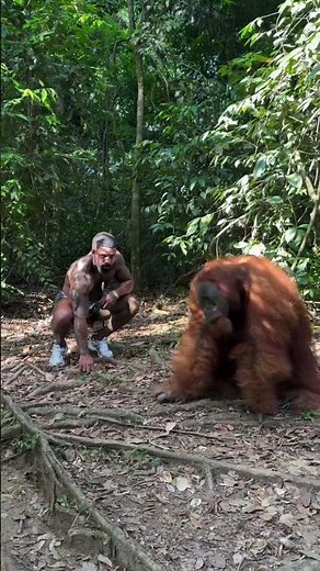 Best caption wins 🦧 King Louie 👑 (Pongo abelii) Gigantopithecus blacki blood 🩸