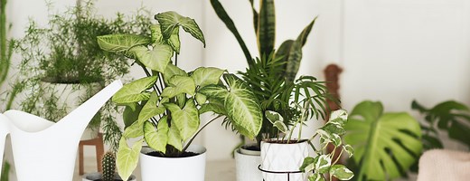 6 clever TikTok hacks to get rid of houseplant flies