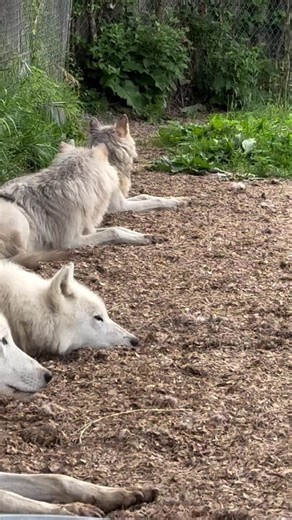 “Lazy Sunday morning howls from the pack. They were so beautiful all laying down together and then as a family they started to howl together. It was so captivating seeing them all sitting in a row howling. I can’t think of a better way to spend the Sunday morning than listening to the birds and hearing the wolves howl.” -Sarah Hanafin, 📷:@wolfgirl_maine . #wolf #wolves #wildlife #wolflove #wolfpack #wolflovers #environmentalist