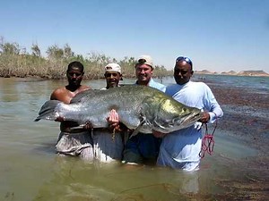 Nile perch fishing egypt lake nasser