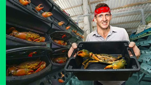 Giant mud crabs raised in coastal Vietnamese farms