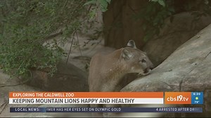 Exploring the Caldwell Zoo: Inside the Puma Den