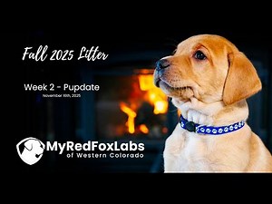 Meet Charlie’s First Litter – Red Fox Lab Puppies at 2 Weeks Old