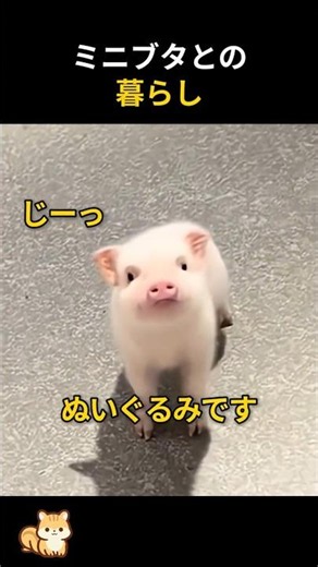 ミニブタと暮らすとこうなります