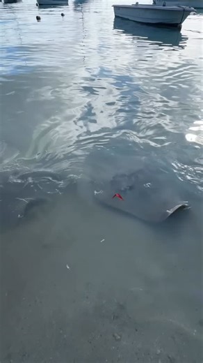 Mauritius Island on Instagram: "Rays at Grand Baie Lots of queries asking where are the rays. They are in grand baie main centre near the fish market. These are not sting rays. Avoiding touching ⚠️ ⛔️ Mauritius, something to sea #mauritius #mauritiusexplored #island #afrasiabankmauritiusopen Mauritius, it’s the journey and experience #mauritiusisland #ilemaurice #lunch #food #foodporn #foodgram #travelstoke #foodgasm #coconuts #cooking #liebe #summer #beach #moment #island #hotels #beaches #muni