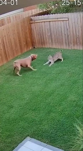Pitbull Confronts Bobcat Invading His Territory #shorts #animals #wildlife #pitbull #bobcat