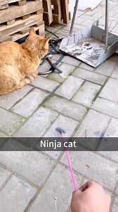 14K views · 98 reactions | Funny cat's Scared moments藍藍藍 #Amazing...