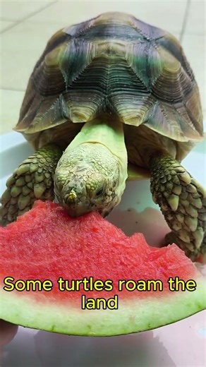 Turtles Are Basically Wearing Their Own Armor #animals #facts #education