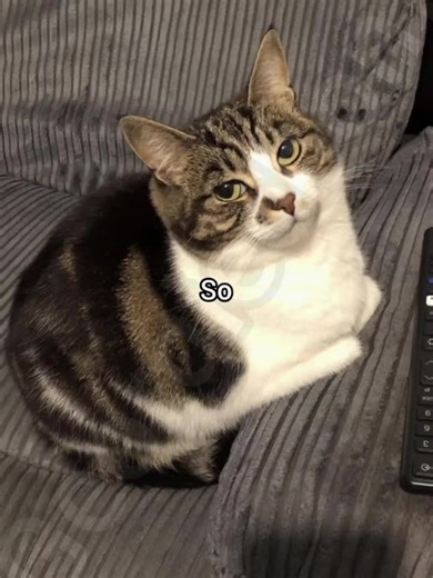 You didn't wish me happy birthday #georgieebom #fyp #catmemes #catfunny