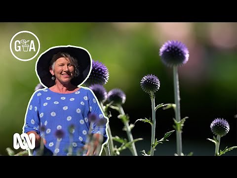 Pretty Plants for Australian Climates! | Discovery | Gardening Australia