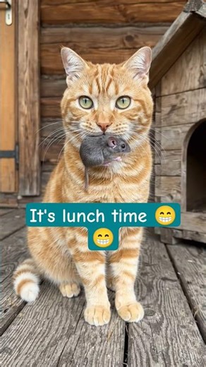 A Cat hunts a mouse 😁😁 | Cat likes Mouse | Cat Hunting a mouse. #cutecats #funnycats #catvideos