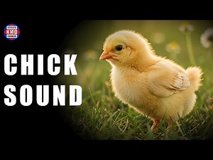 CHICK SOUND - FARM ANIMAL SOUNDS - The Best Sound Effects