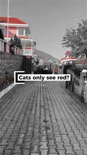 Is it a fact that Cats Only See Red?