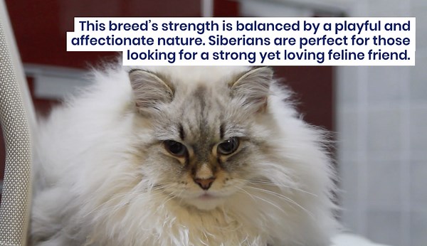14 Cat Breeds That Will Surprise You with Their Strength
