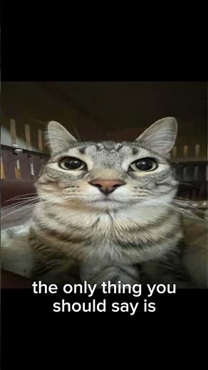 when larry become chill and came to you 😂😂😂😂 #cat #funny #memes #viral #evil