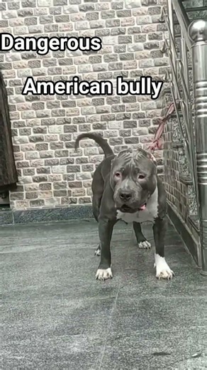 😈😈 dangerous 😈😈 amrican 😈😈 bully 😈😈