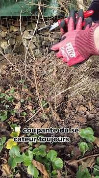 Tailler les groseillers et cassissiers au #potager