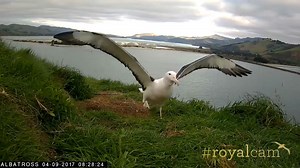 Watch: Endangered young albatross takes to the skies for the first time