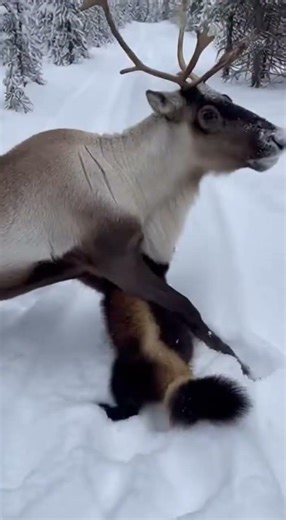 Wolverine vs Reindeer: Arctic Battle! 🐺🦌❄️ #Wildlife #Nature #Showdown #ArcticAnimals
