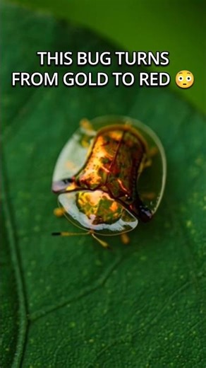 This Insect Turns Gold… Then Disappears 😳
