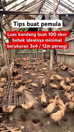 Tips buat pemula untuk ukuran kandang bebek kapasitas 100 ekor #bebek #telur #tips #kandang #bumdes