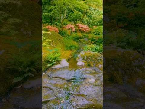 4K HDR Vertical Spring Nature | Japanese Garden Stream & Authentic Sounds (Seattle) - Ep 1