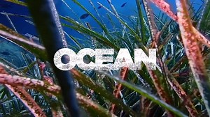 Trees  are crucial for our planet, absorbing carbon dioxyde (CO2)...