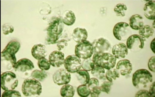 转自Sheen lab拟南芥原生质体提取