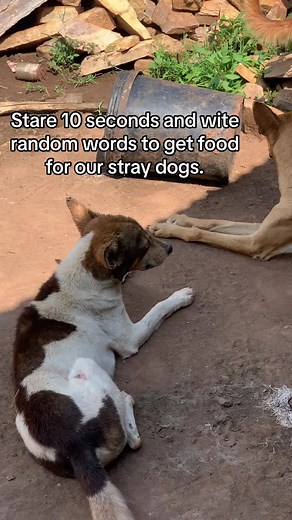 stray souls on TikTok