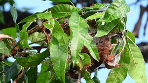 Ant action standing. Ant bridge unity team, Red ants (Fire ant) build their nests by joining forces to pull leaves together