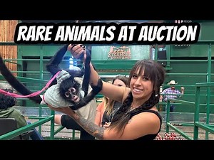 Rarest Exotic Animal Auction