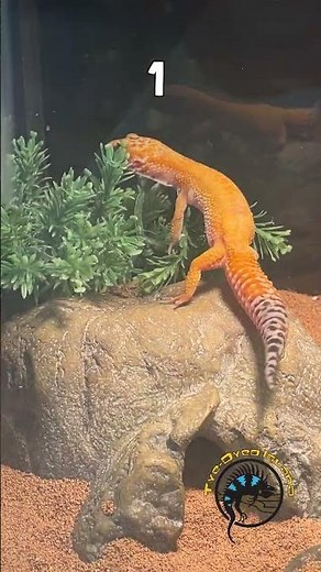 Bright orange or white with spots? 🐆🦎 Which leopard gecko speaks to you the most? #leopardgecko #pet