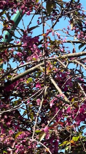 Beautiful Nature & Colorful Flower Trees 🇨🇦🌸 | Peaceful Views & Relaxing Scenery