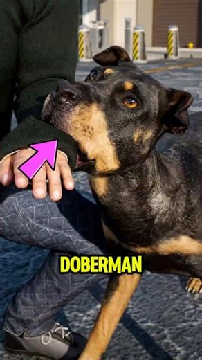 DOBERMANS LOOK THIS WAY?! 🐕😱 #Doberman #DogFacts #AnimalFacts