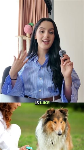 Step-by-Step Service Dog Certification Explained