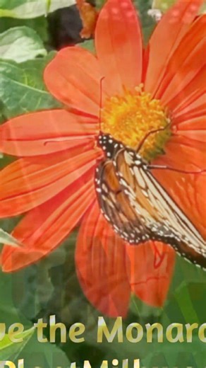 1.8K views · 62 reactions |  It all starts here… with the milkweed....