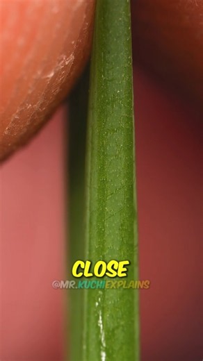 What REALLY Happens When You Tear an Onion Leaf Under Extreme Zoom? 🤯
