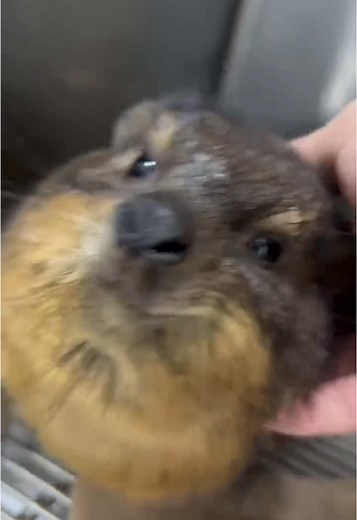 Happy Hyrax Enjoys Being Massaged Like a Potato