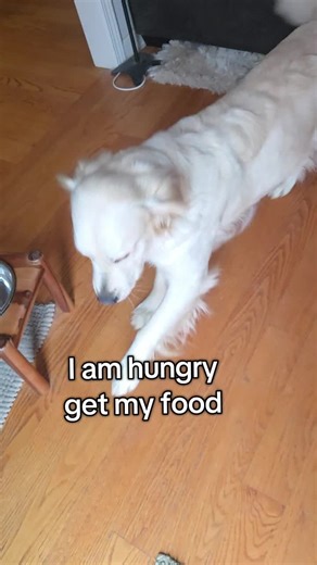 Moo talks about the weather #talkingdog #funnydogs #goldenretrieverlife #grumpies #dogsoftiktok