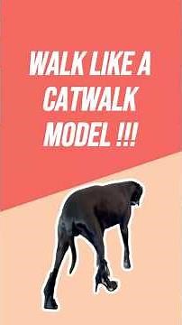 Best Dogs Wearing Shoes Compilation