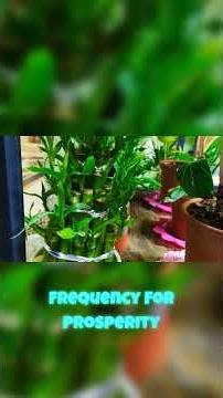Lucky Bamboo Balance Energy, Attract Riches! 🎍💫