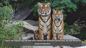 10 Films and Shows Spotlighting Tiger Conservation