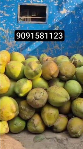 Green Coconut (Tender Coconut) Loading From West Bengal 9830989866/ 9091581123