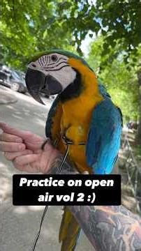 Foundation steps 👣🦜 #macaw #animals #pets #exotic birds #parrots