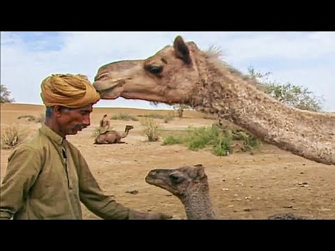 The father of the camels - Lords of the Animals